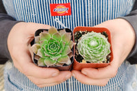 subscription boxes plants, plants subscription, monthly subscription for plants, live plants subscription, subscription boxes