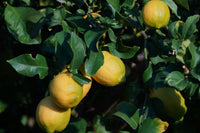 Fresh Organic Fruit from California Orchard - "Season's Best" Fruit Subscription Box – 10lbs