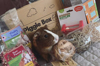 Piggie Box