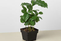 a house plant box is a delightful and rewarding subscription service that offers plant enthusiasts a curated selection of indoor plants, acc