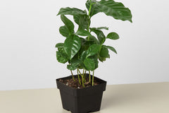 a house plant box is a delightful and rewarding subscription service that offers plant enthusiasts a curated selection of indoor plants, acc
