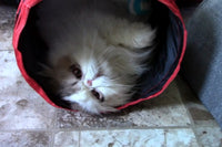 Peculiar Pet Holiday Box - Cat