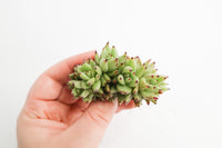Unique Succulent Subscription For Plant Lovers 🪴