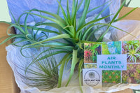 Air Plants Monthly