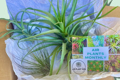 Air Plants Monthly