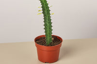 These selections might include rare or hard-to-find succulent varieties, trendy hybrids, or classic favorites, ensuring a diverse and exciti