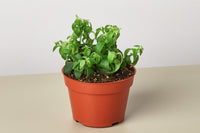 Succulents, with their unique and fascinating shapes, textures, and colors, have gained immense popularity as houseplants 