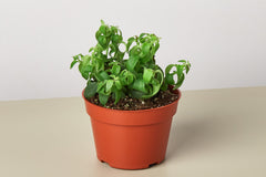 Succulents, with their unique and fascinating shapes, textures, and colors, have gained immense popularity as houseplants 
